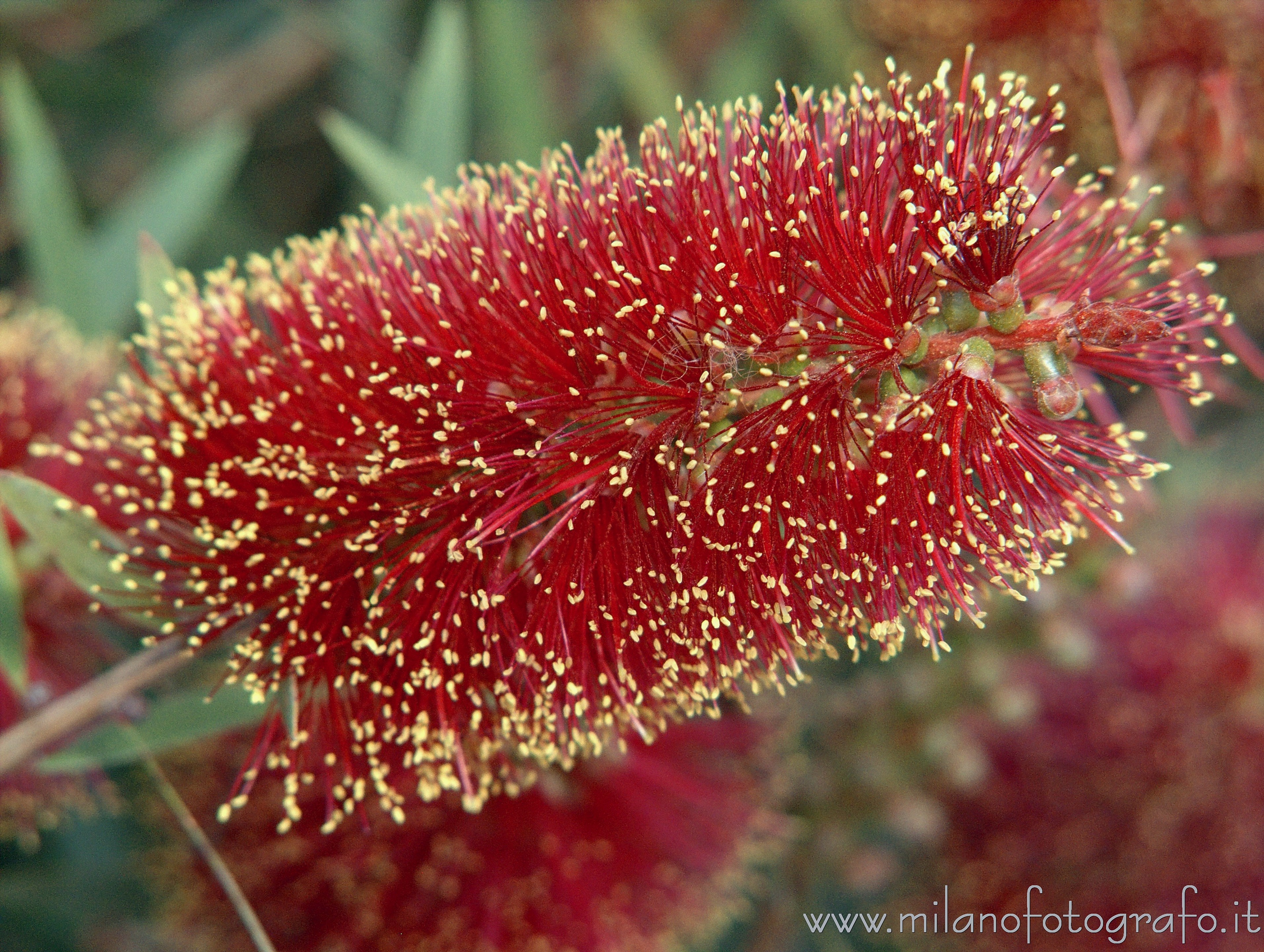 Milano - Callistemon citrinus a Orticola 2016